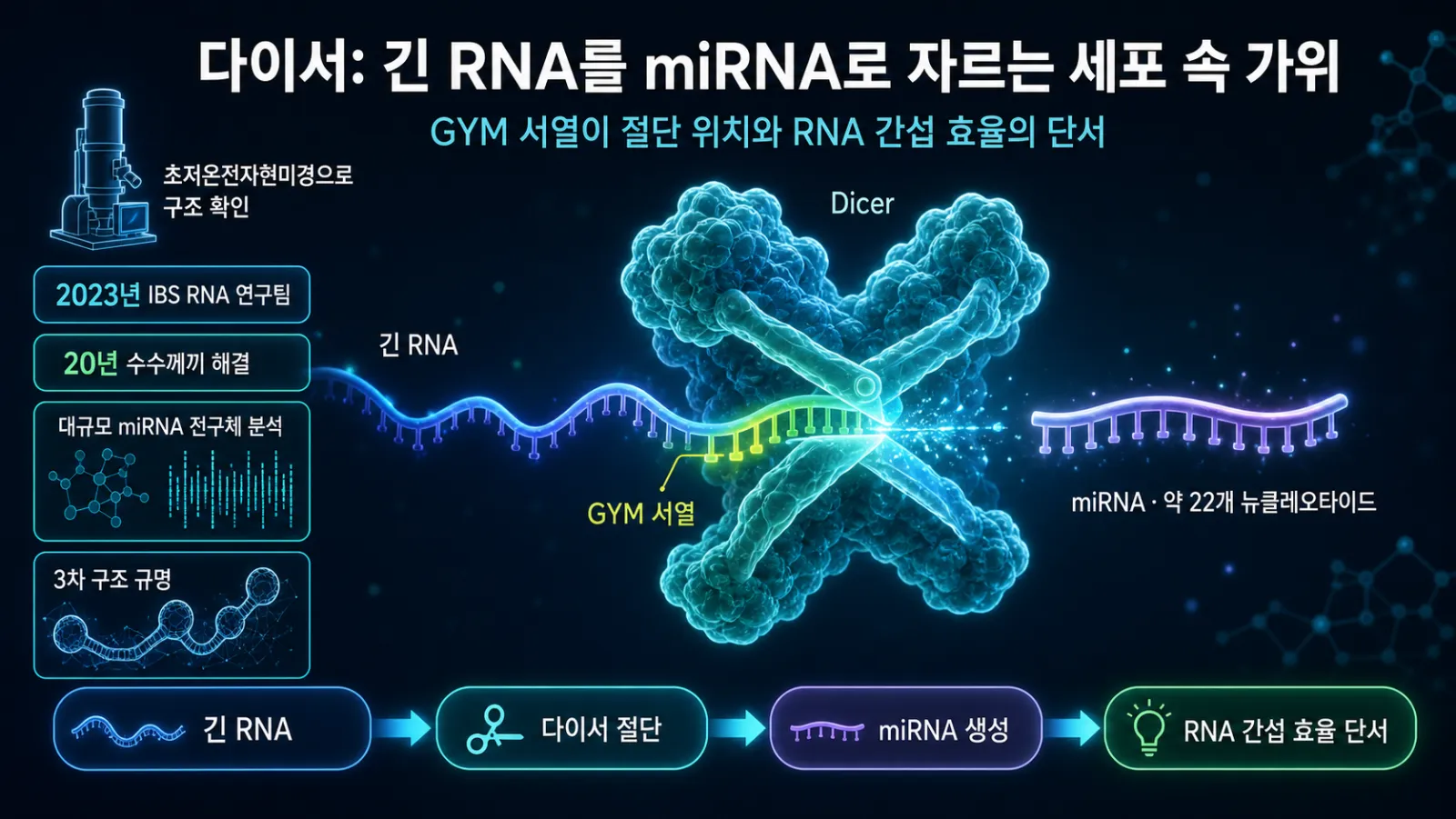 다이서의 RNA 절단 과정