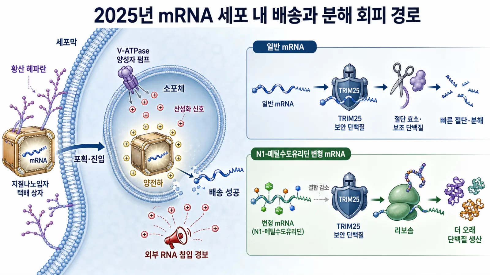mRNA 배송과 분해 회피